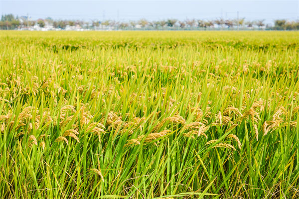 制造業(yè)分析：再這樣熱下去，全球的早餐都“懸了”