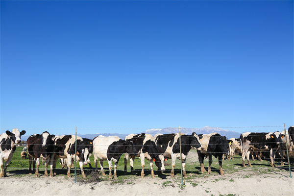 常溫純牛奶中禁止添加復(fù)原乳，集成供應(yīng)鏈怎么看？